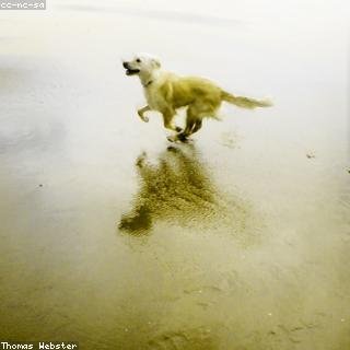 dog