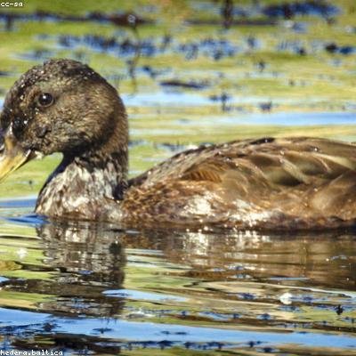 duck