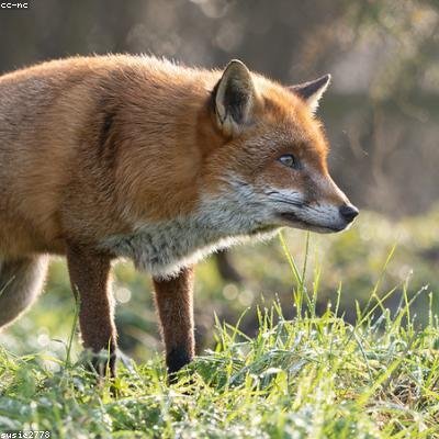 fox
