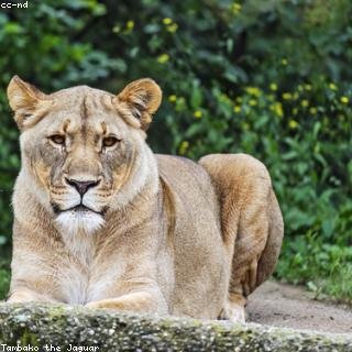 lion