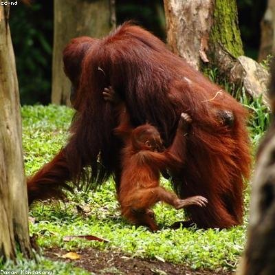 monkey