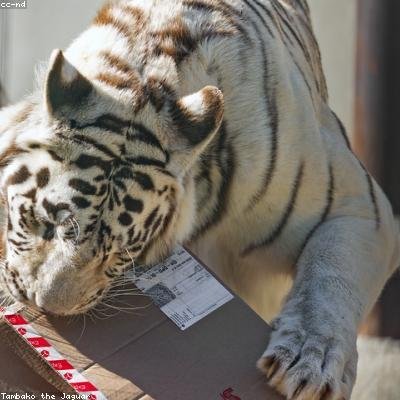 tiger