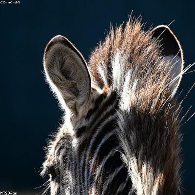 zebra